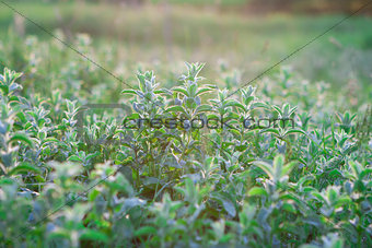 Mint field in sunshine