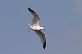 Audouin's Gull Flying