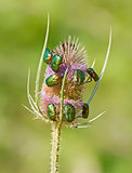 Green June Bugs