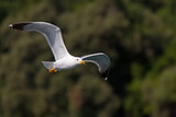 Yellow-legged Gull Flying