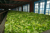 Fresh tea crop drying on tea factory