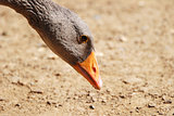 Greylag goose bending to the ground to feed
