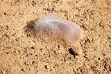 Delicate feather on stony, hard ground