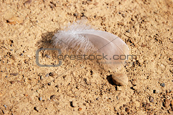 Delicate feather on stony, hard ground