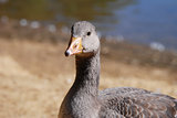 Juvenile greylag goose by the water