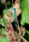 Common blue damselfly