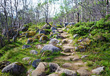 Birch Forest Path