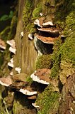 Polypore with a green moss