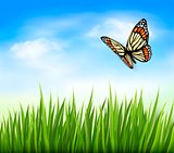 Nature background with green grass and butterfly and blue sky. V