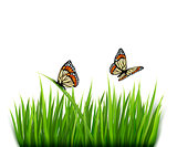 Nature background with green grass and butterflies Vector.