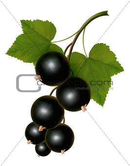 Black currants with leaves. Vector