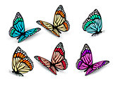 Set of realistic colorful butterflies. Vector