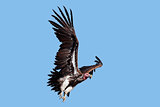 Lappet-faced vulture in flight