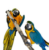Blue Macaw Parrots 