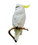 Yellow-Crested Cockatoo