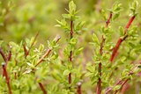 spring plant with blurred background
