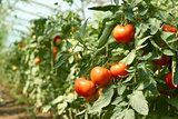 Tomatoes bunch in greenhouse
