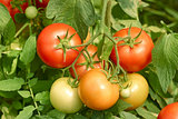 Tomatoes bunch close up