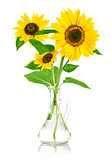 bouquet flowers of sunflower in glass vase