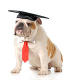 pet graduation