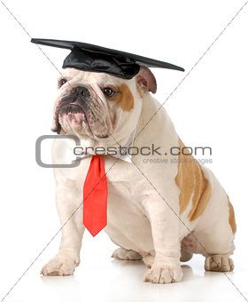 pet graduation