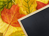 blackboard on autumn leaves