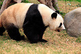 Big panda