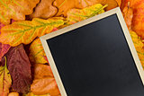 blackboard on autumn leaves