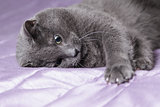 playful british shorthair cat close up portrait