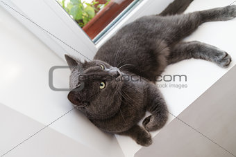 british shorthair cat on window