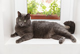 british shorthair cat on window