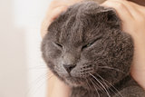british shorthair cat in girls hands