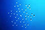 Water Drops  in Snowflake shape / Christmas and Winter backgroun