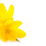 Yellow Crocuses / Spring flowers / Macro