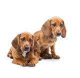 Two Dachshund Puppies / Isolated