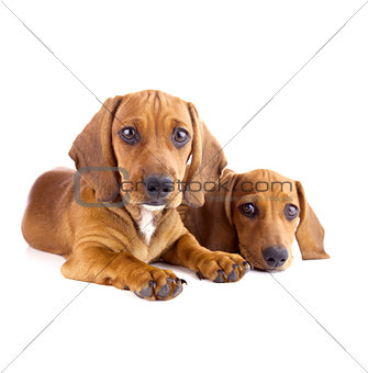 Two cute Dachshund Puppies sitting  / Isolated