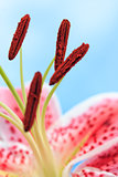 Beautiful Pink Stargazer Lily Flower