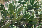 Bush green prickly cactus with spider web