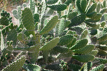 Bush green prickly cactus with spider web