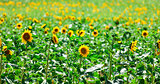 Beautiful yellow sunflowers in the field