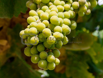 Bunch of green grapes on grapevine in vineyard