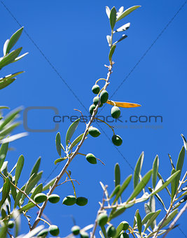Olive branch with olives