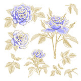 Blue roses set