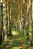 Pine Forest Road