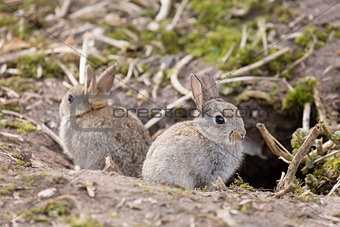 Wild European rabbits