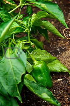 Chili Pepper Growing in a Garden