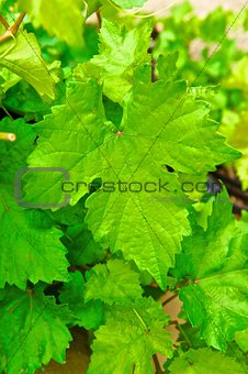 Large Grape Leaf on Vine