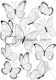 butterflies 3