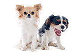 chihuahua and cavalier king charles