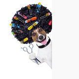 hairdresser   dog 
